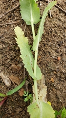 Papaver somniferum
