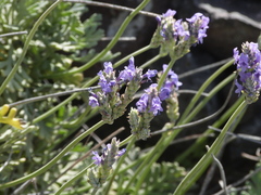 Lavandula