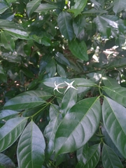 Faramea occidentalis