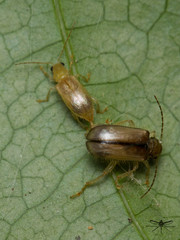 Doryscus testaceus