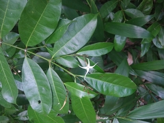 Faramea occidentalis