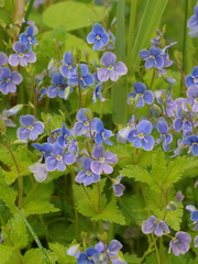 Veronica chamaedrys