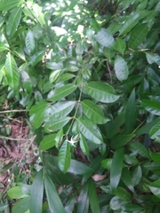 Faramea occidentalis