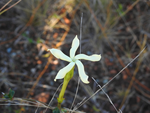 Echites brevipedunculatus