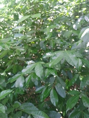 Faramea occidentalis