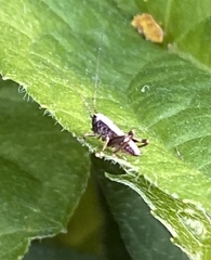 Pholidoptera griseoaptera