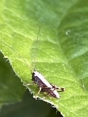 Pholidoptera griseoaptera