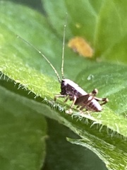 Pholidoptera griseoaptera