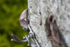 Pterogonia cardinalis