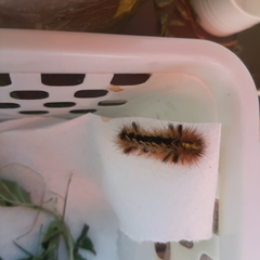 Lophocampa argentata