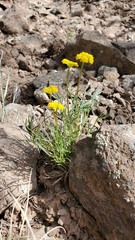 Cymopterus spellenbergii