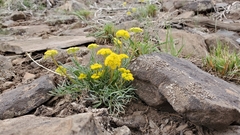 Cymopterus spellenbergii
