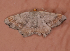 Macaria distribuaria