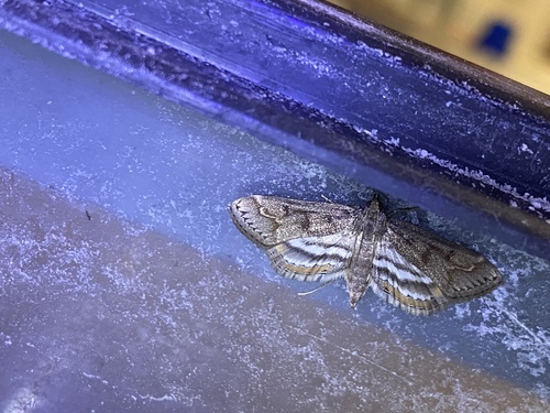Obscure Pondweed Moth photo 6