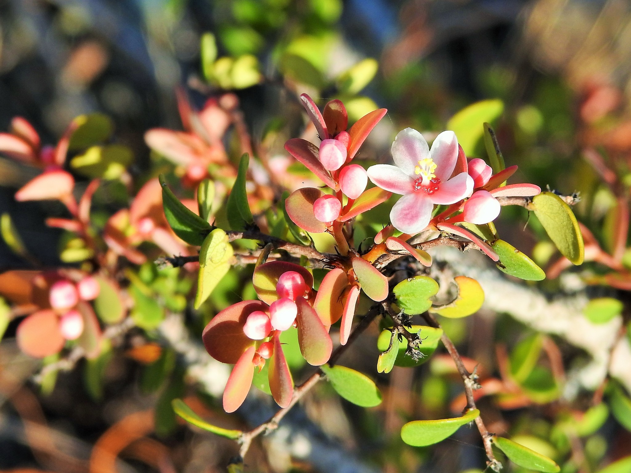 Phyllanthus orbicularis
