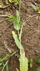Papaver somniferum