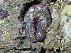 Anthopleura elegantissima