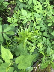 Lilium philadelphicum