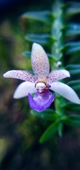 Dichaea intermedia
