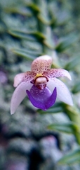 Dichaea intermedia