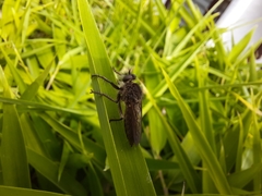 Epipamponeurus americanus