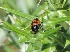 Cryptocephalus loreyi