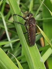Epipamponeurus americanus