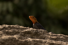 Agama africana