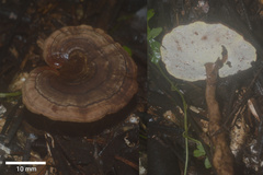 Cristataspora coffeata