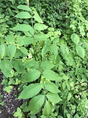 Fraxinus excelsior