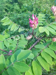 Robinia viscosa