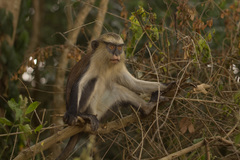 Cercopithecus mona