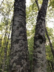 Fraxinus excelsior