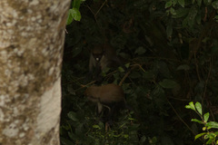 Cercopithecus petaurista