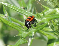 Cryptocephalus loreyi