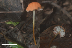 Marasmius berteroi