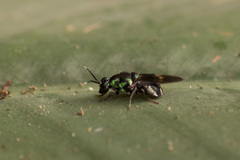 Isomerocera quadrilineata
