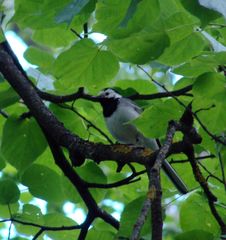 Motacilla alba