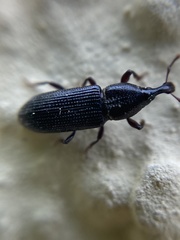 Cossonus linearis