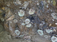 Anthopleura elegantissima