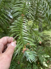 Cunninghamia