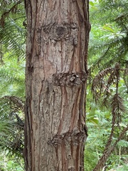 Cunninghamia