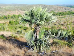 Copernicia baileyana