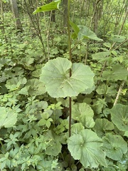 Arnoglossum reniforme