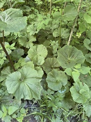 Arnoglossum reniforme