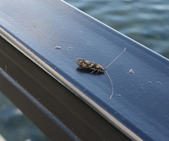 Mystacides longicornis