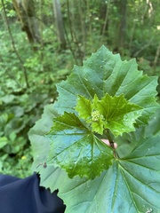 Arnoglossum reniforme