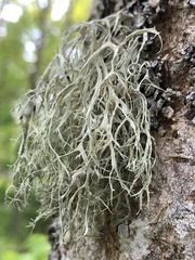 Ramalina farinacea