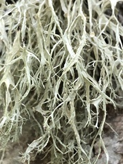 Ramalina farinacea