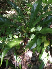 Anthurium crenatum